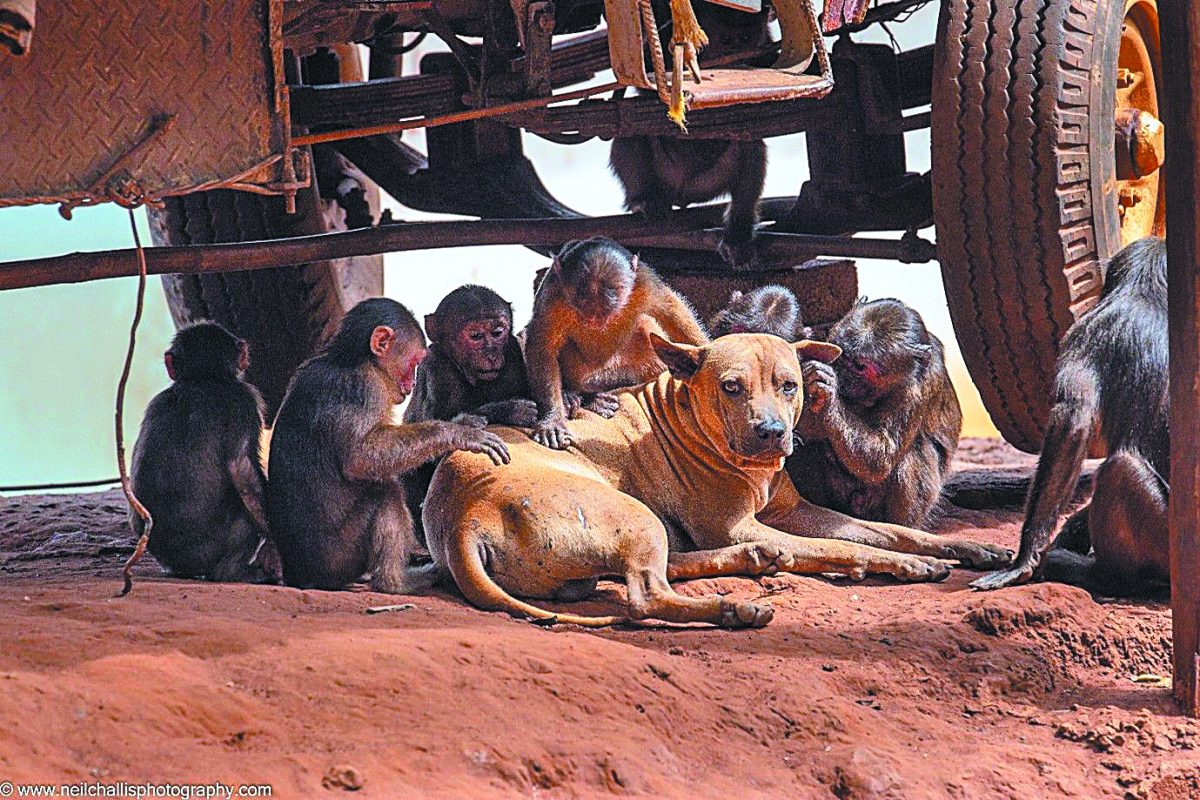 Monkeys, Dogs and Deer: Animal Friendships We Never Expected