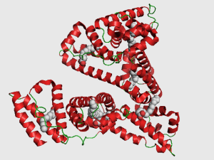 Body Shape, Not Just Weight, Shapes Your Blood Proteins