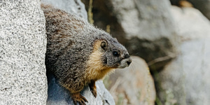 Marmots Are Terrorizing California Hikers and Stealing Their Shoes
