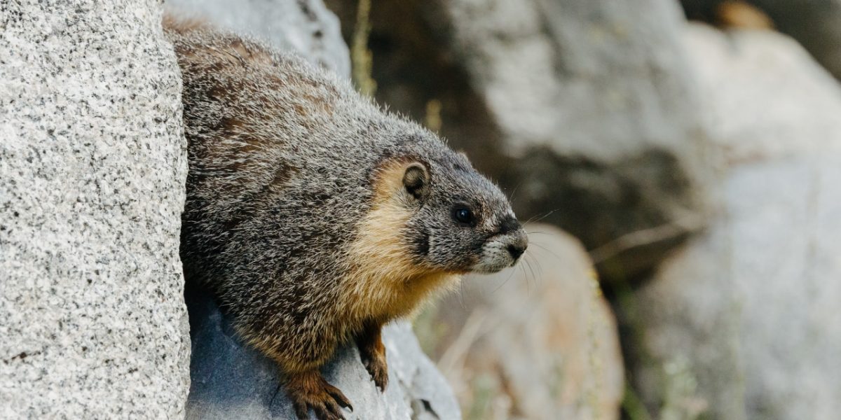 Marmots Are Terrorizing California Hikers and Stealing Their Shoes