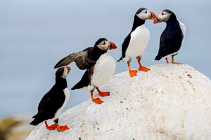 Thousands Are Flocking to Maine to See the Elusive Puffin