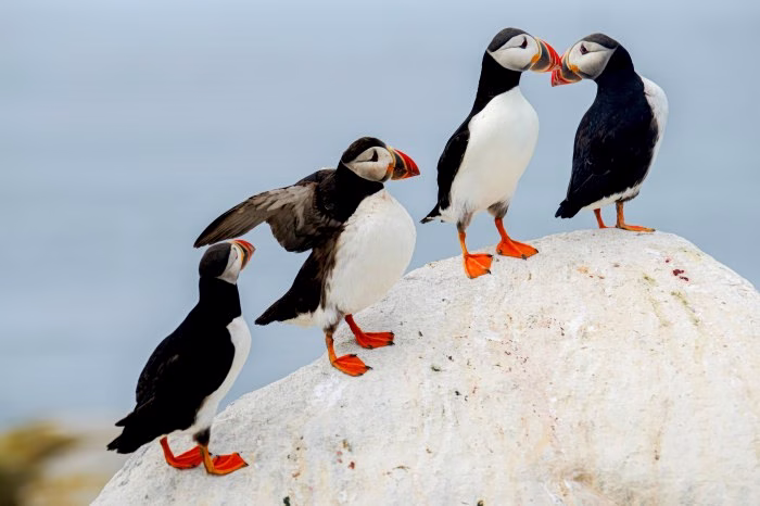 Thousands Are Flocking to Maine to See the Elusive Puffin
