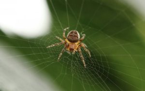 Lamia: 30-Year-Old in ICU After Suspected Spider Bite