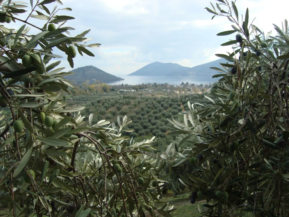 The Bid to Save Traditional Olive Oil Groves in Magnesia