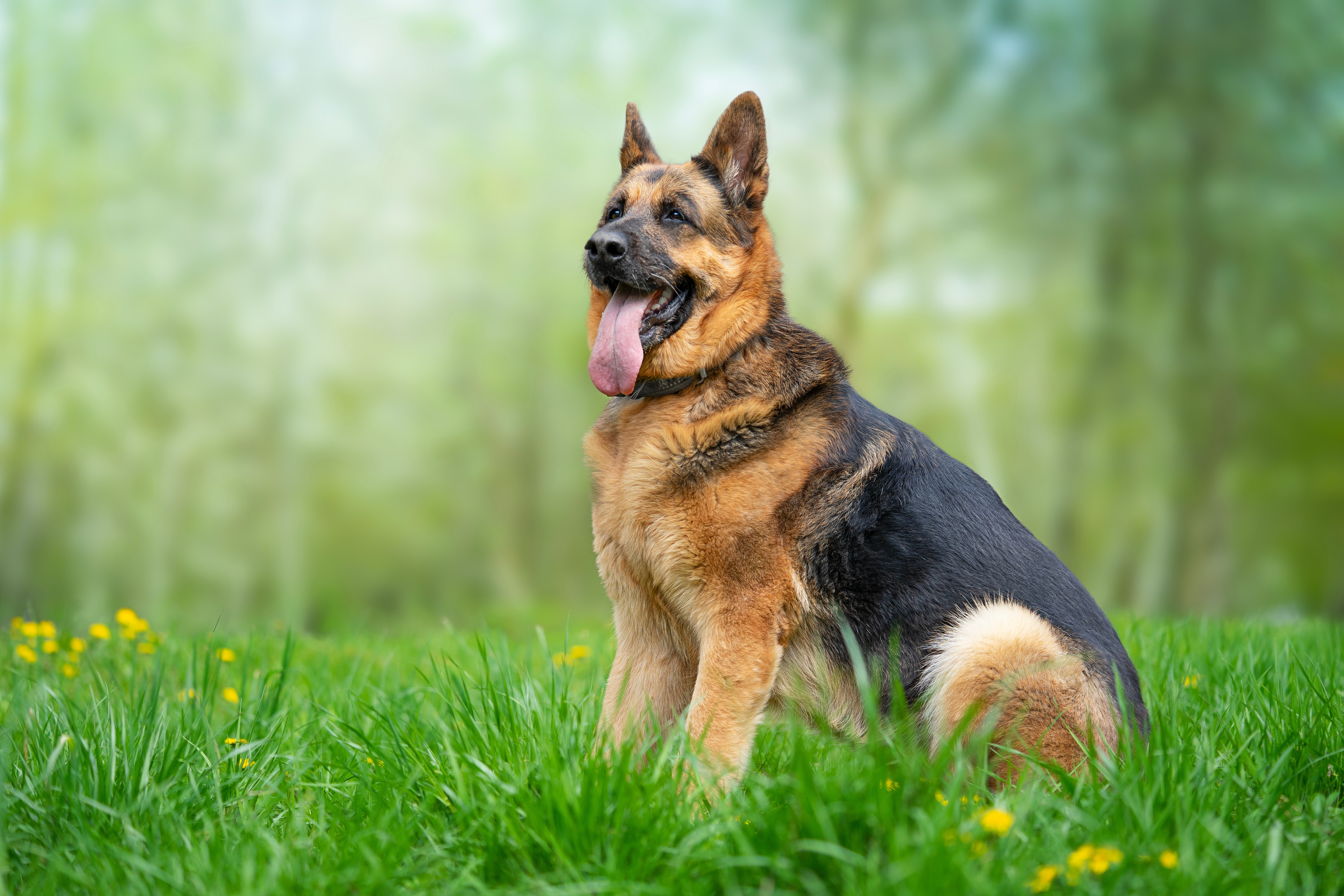 Search Dog Team Faces Eviction From Athens Facility