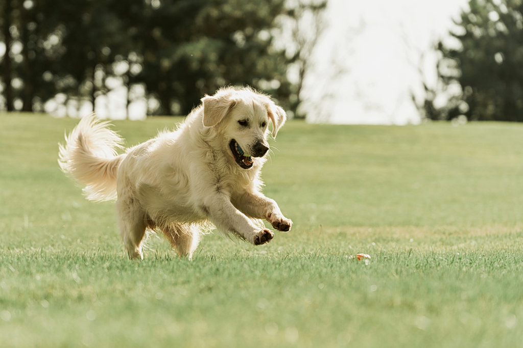 Dog Festival 2026 to Bring Two Days of Fun to Athens