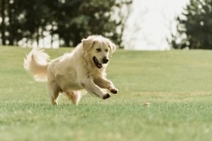 Dog Festival 2026 to Bring Two Days of Fun to Athens