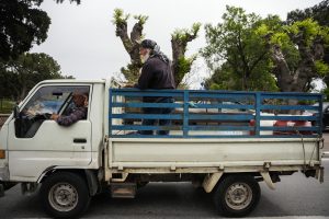 Foot-and-Mouth Disease Kills 90,000 Animals on Lesbos