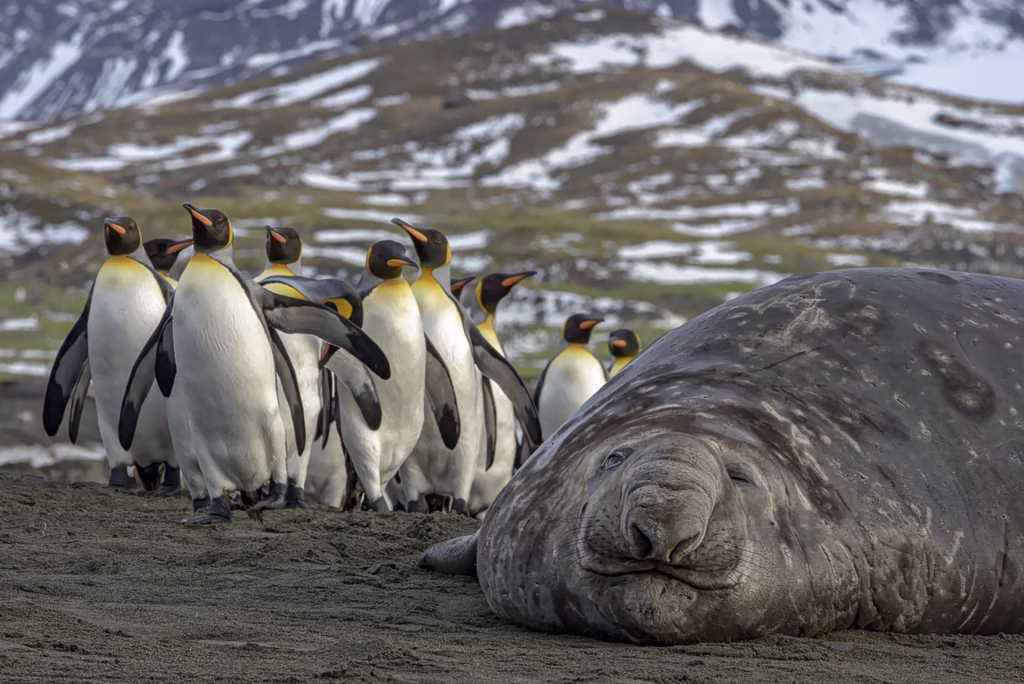Australia To Evacuate Antarctic Base Over Seal Die-Off Fears