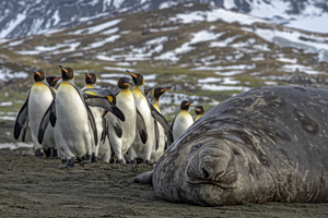 Australia To Evacuate Antarctic Base Over Seal Die-Off Fears