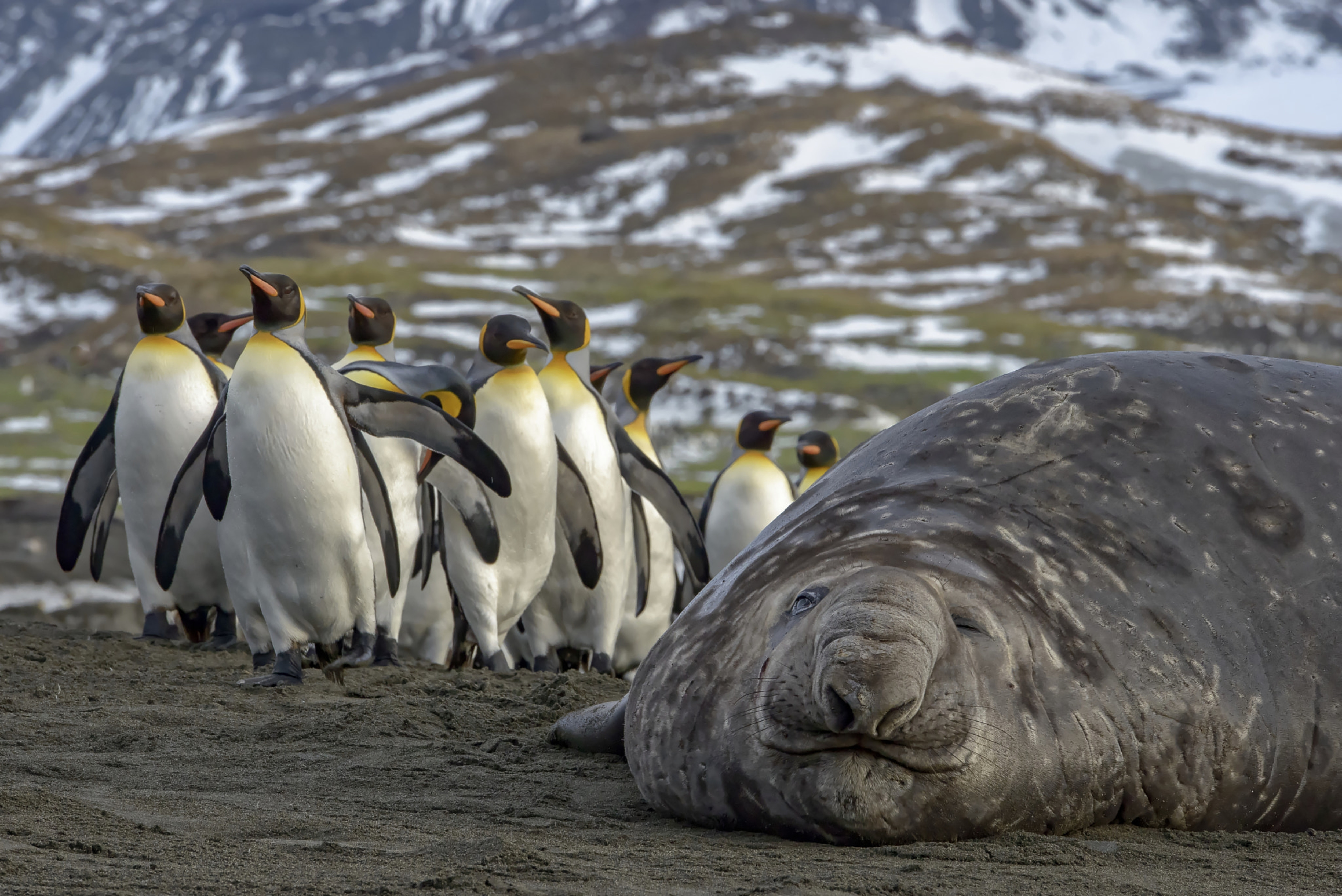 Australia To Evacuate Antarctic Base Over Seal Die-Off Fears
