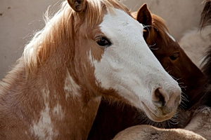 Kefalonia’s Semi-Wild Horses in Crisis