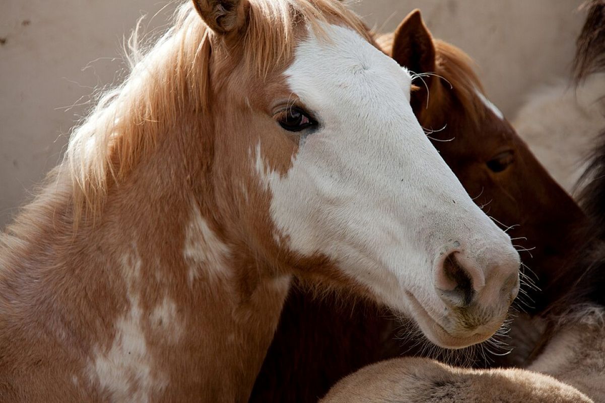 Kefalonia’s Semi-Wild Horses in Crisis