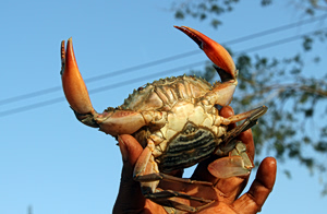 Indian Ocean Crab Recorded for First Time in Greek Waters