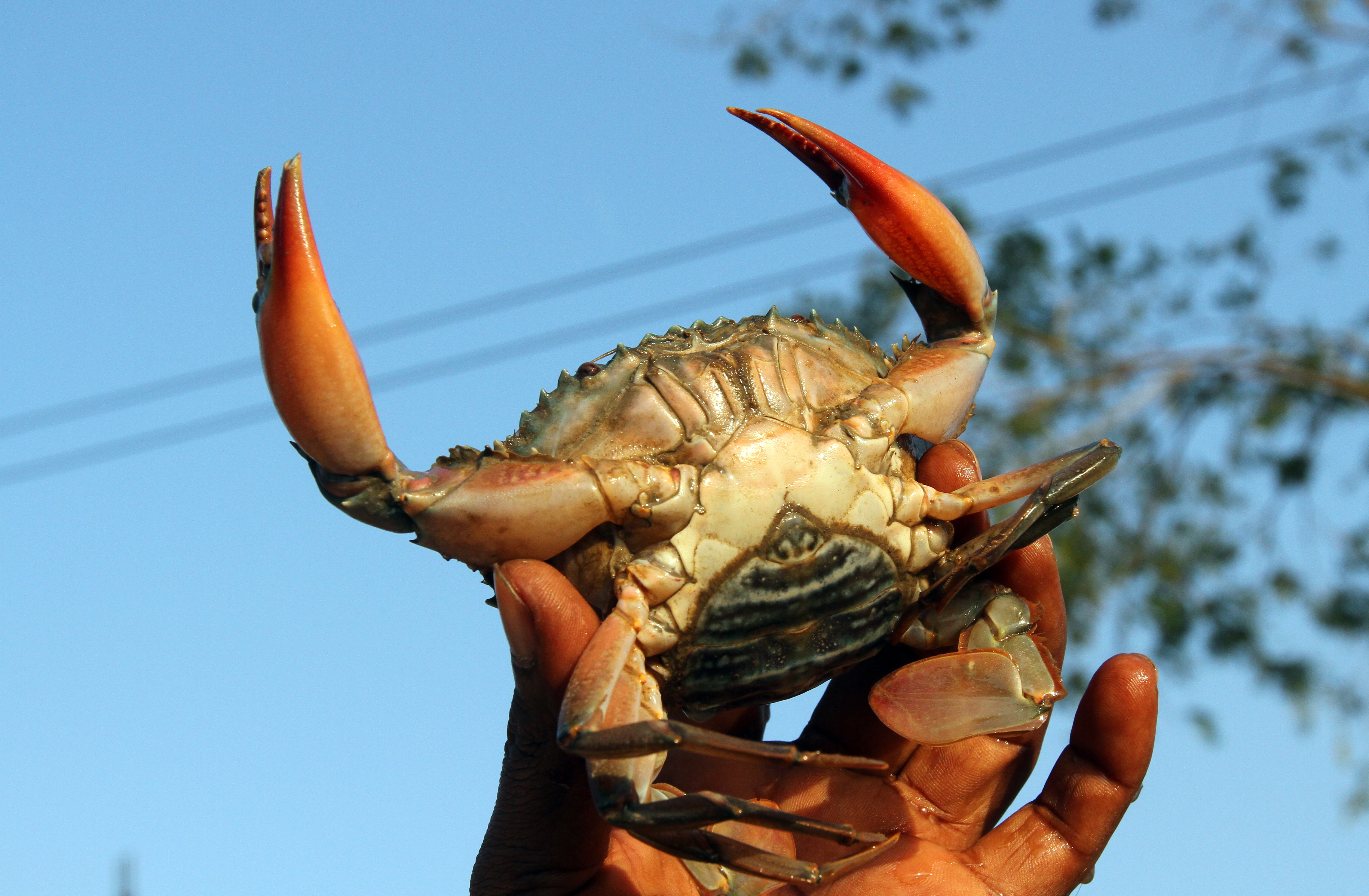 Indian Ocean Crab Recorded for First Time in Greek Waters