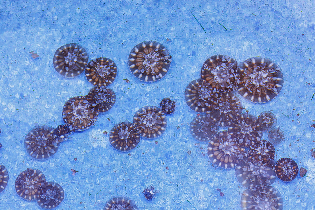 Record Concentration of ‘Upside-Down’ Jellyfish Found in Rhodes
