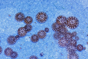 Record Concentration of ‘Upside-Down’ Jellyfish Found in Rhodes