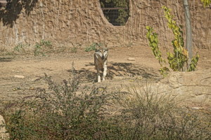 Halkidiki on Alert After Wild Animal Attacks
