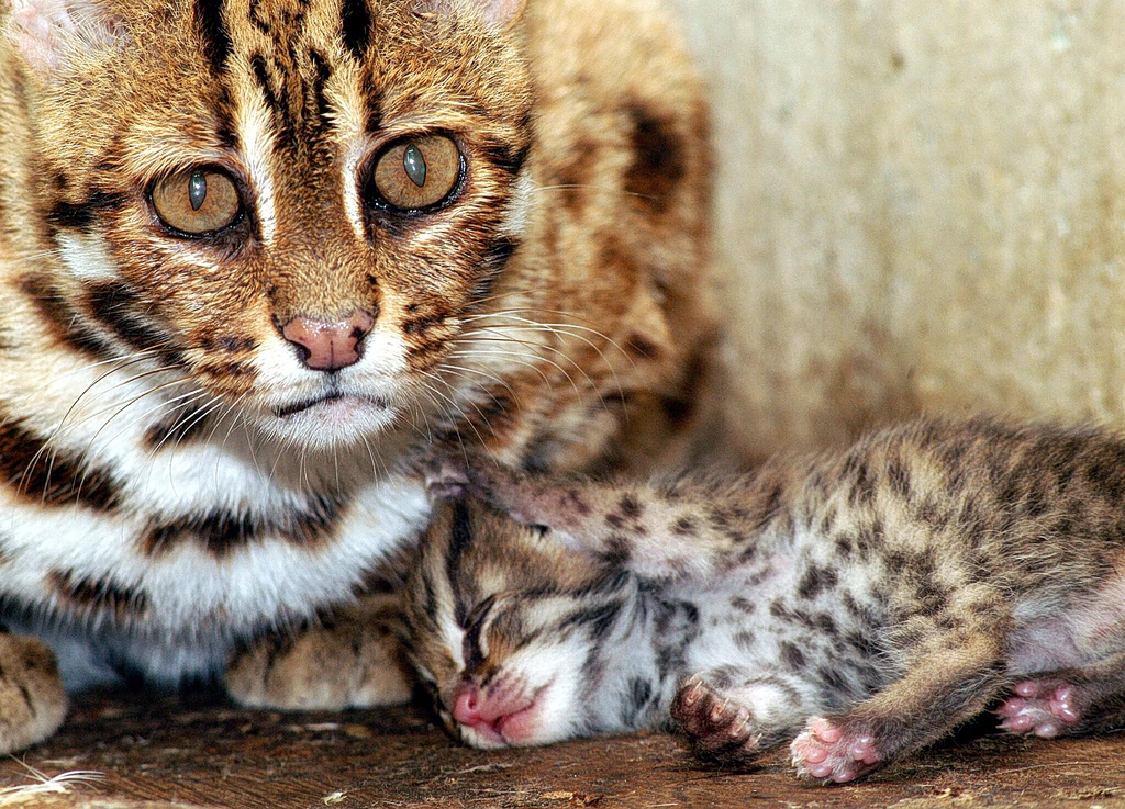 New Wild Cat Species Discovered in Bolivia After a Century