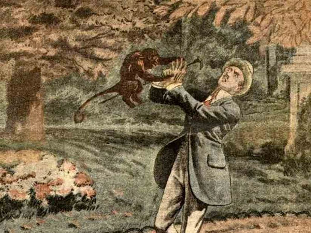 king monkey bite