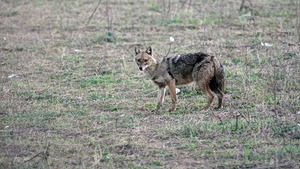 The Jackal: A Misunderstood But Valuable Species In Greece