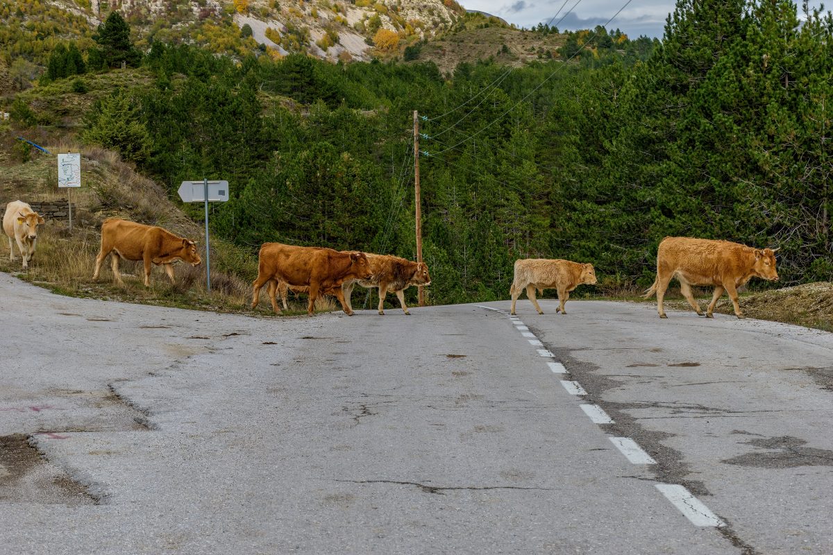 Two Cows Killed and Seven Calves Stolen in Greece