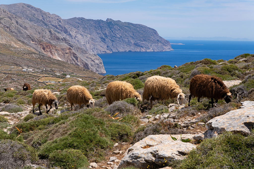 Grazing Against Wildfires: Can Europe’s Livestock Become a Natural Firefighting Force?