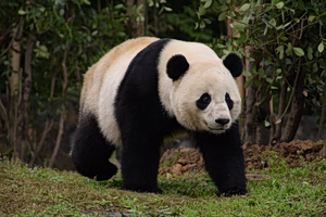 China’s Panda Diplomacy Is Losing Its Clout With the U.S.