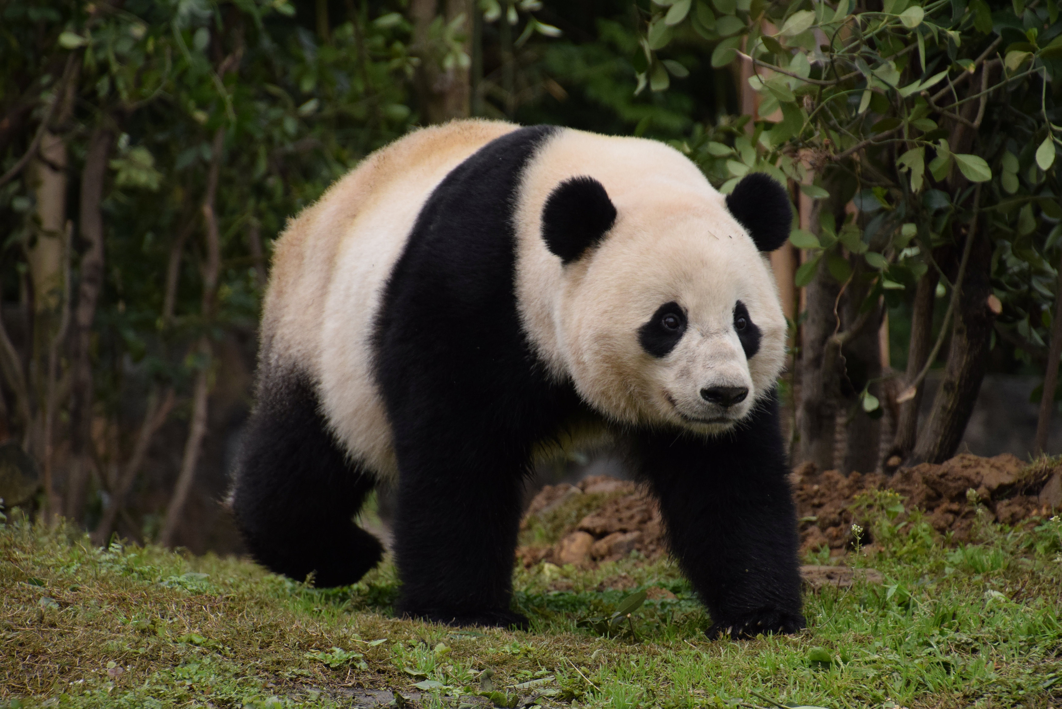 China’s Panda Diplomacy Is Losing Its Clout With the U.S.