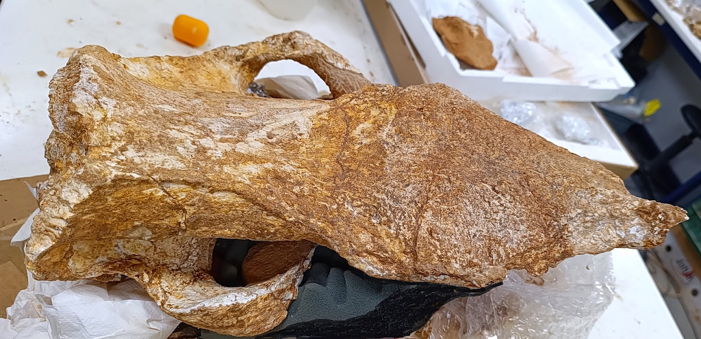 Sitia rhino skull