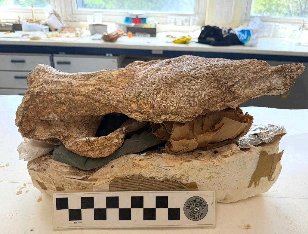 Sitia rhino skull