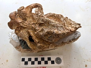 Prehistoric Rhino Skull Found in Sitia Geopark May Lead to More Discoveries