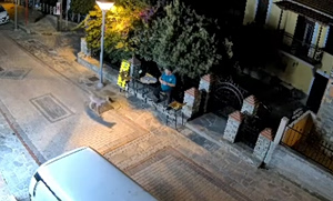 Wolf’s Appearance Alarms Residents in Halkidiki Village (Vid)