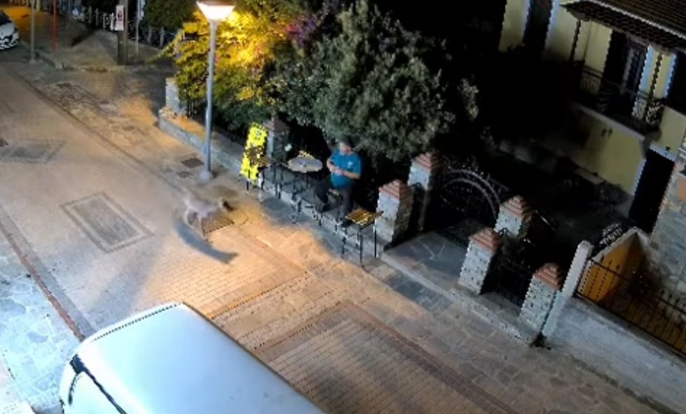 Wolf’s Appearance Alarms Residents in Halkidiki Village (Vid)