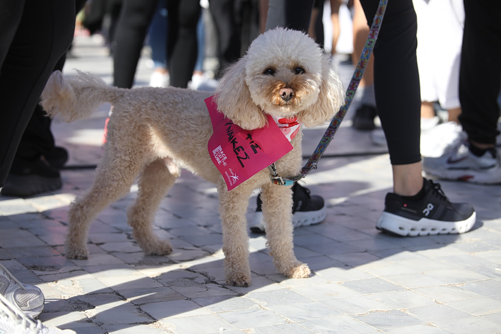 Alter Ego Media Supports Greece Race for the Cure For Another Year