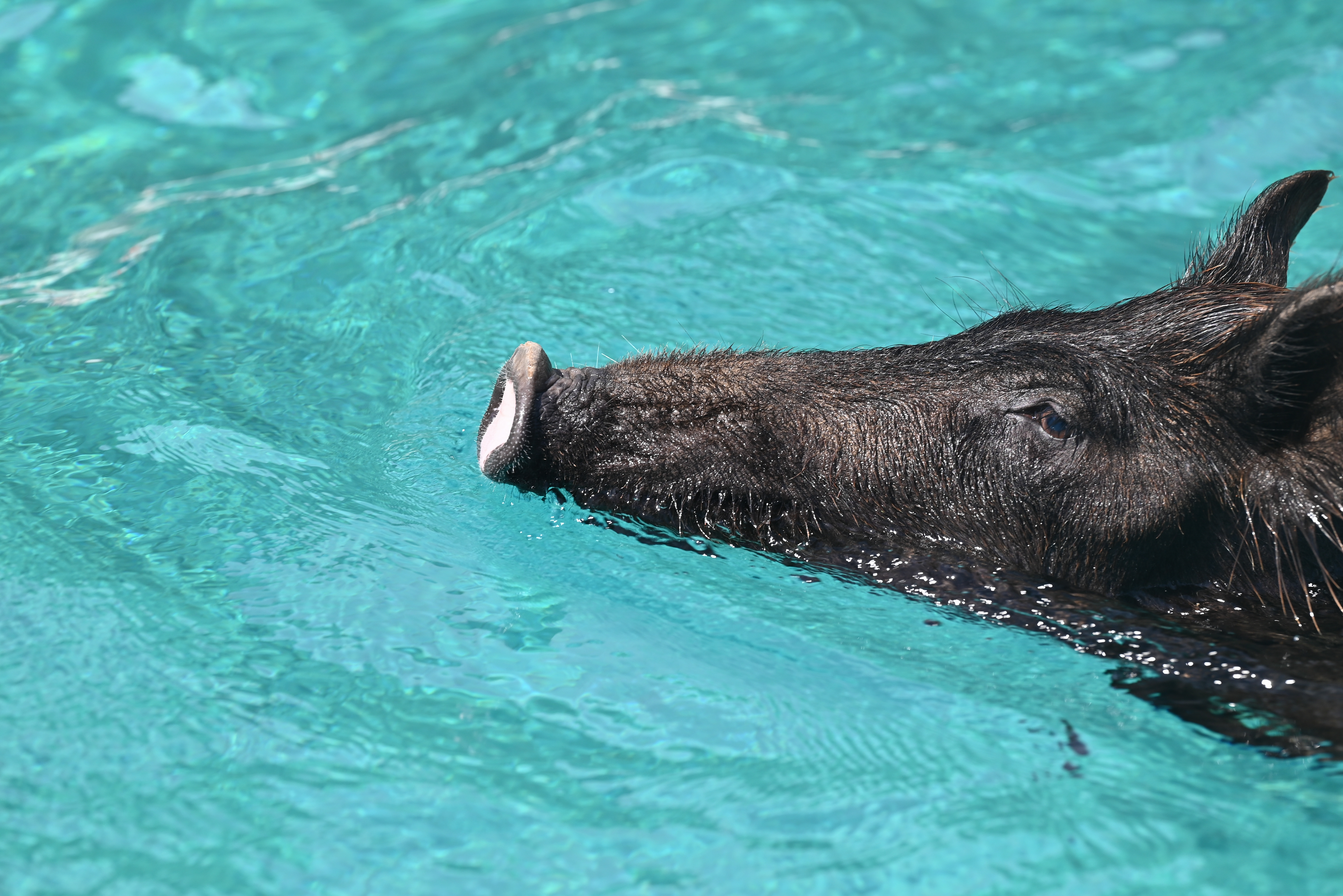 Greece’s ‘Piggy Island’ Faces the Cost of Going Viral