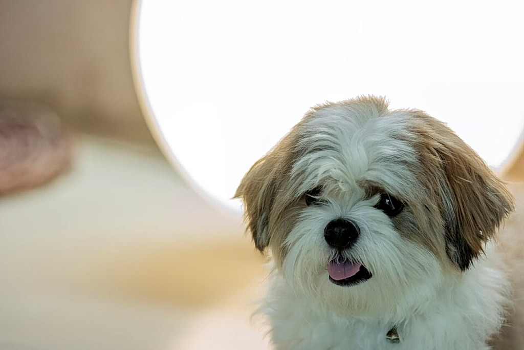 Quiet Healers: How Pets Support Our Minds and Bodies