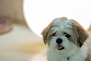 Quiet Healers: How Pets Support Our Minds and Bodies