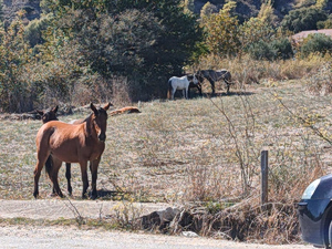 Wild Horse Herds Wander onto Roadway in ΝW Greece