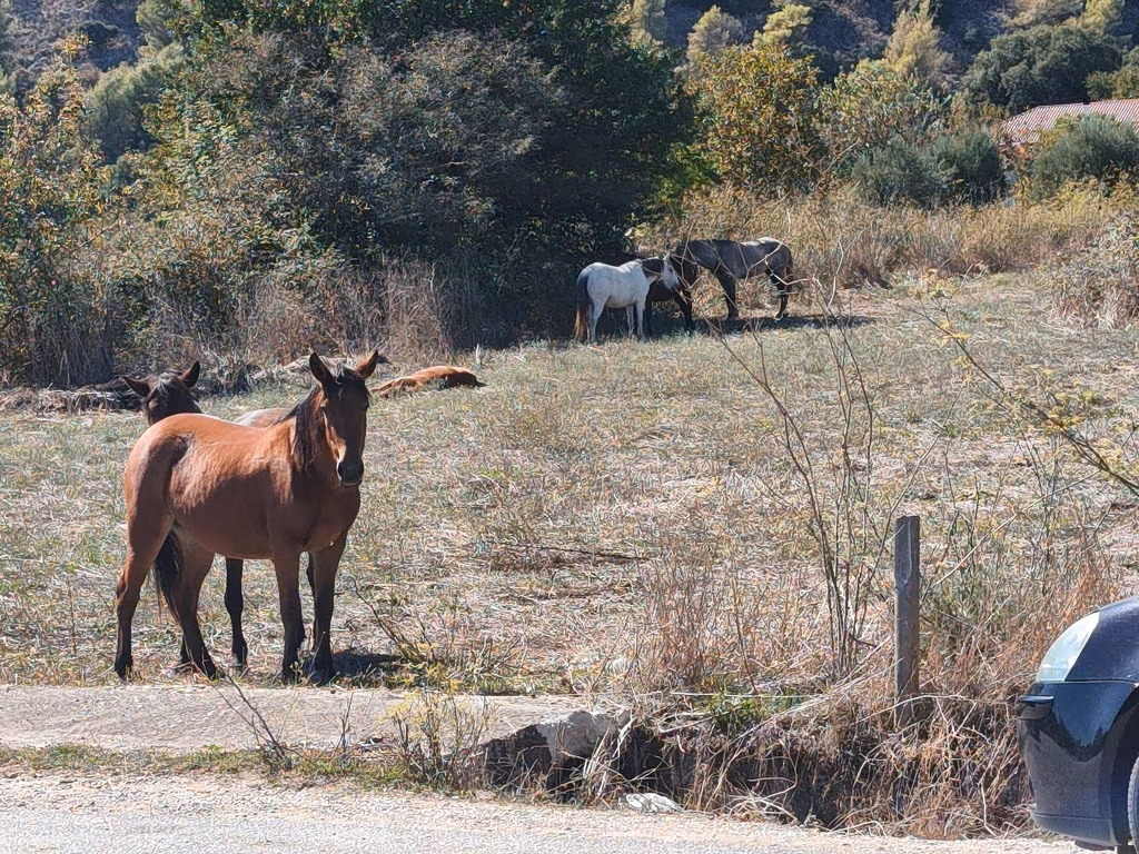 Wild Horse Herds Wander onto Roadway in ΝW Greece