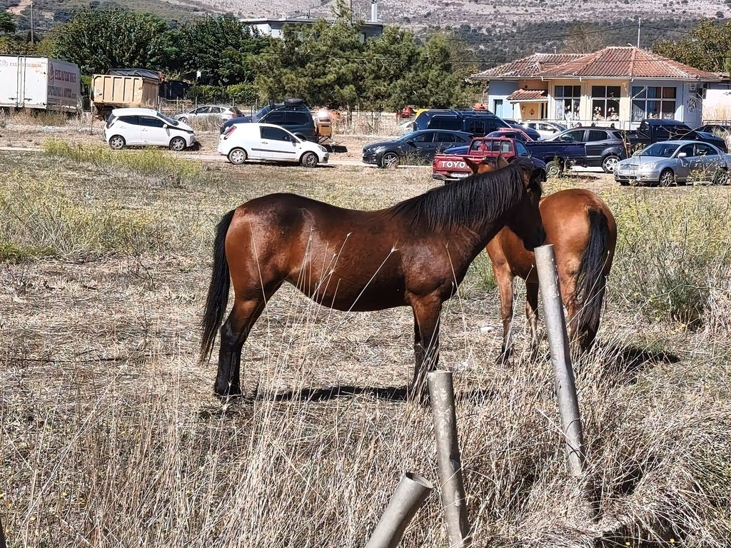 Wild Horse