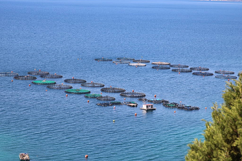 fish farming fishmeal