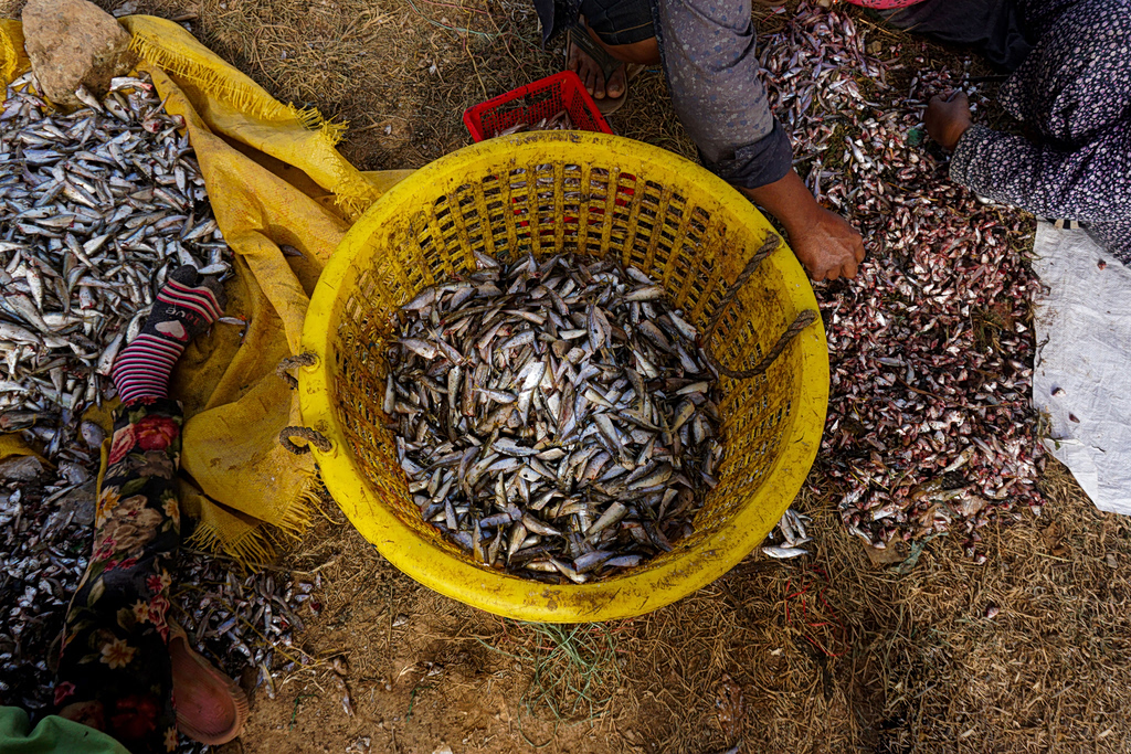 fishmeal