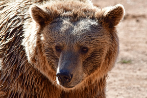 Bears Kill Hundred of Sheep in Northern Greece