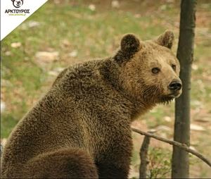 Greece’s Longest-Serving Bear, 39, at Arcturos Shelter