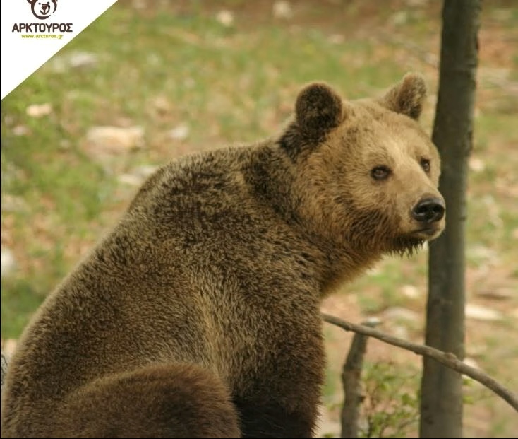 Greece’s Longest-Serving Bear, 39, at Arcturos Shelter
