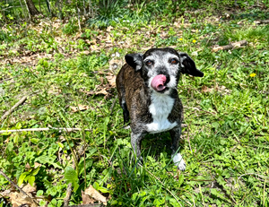 Greek Volunteers Plan Retirement Home for Elderly Dogs