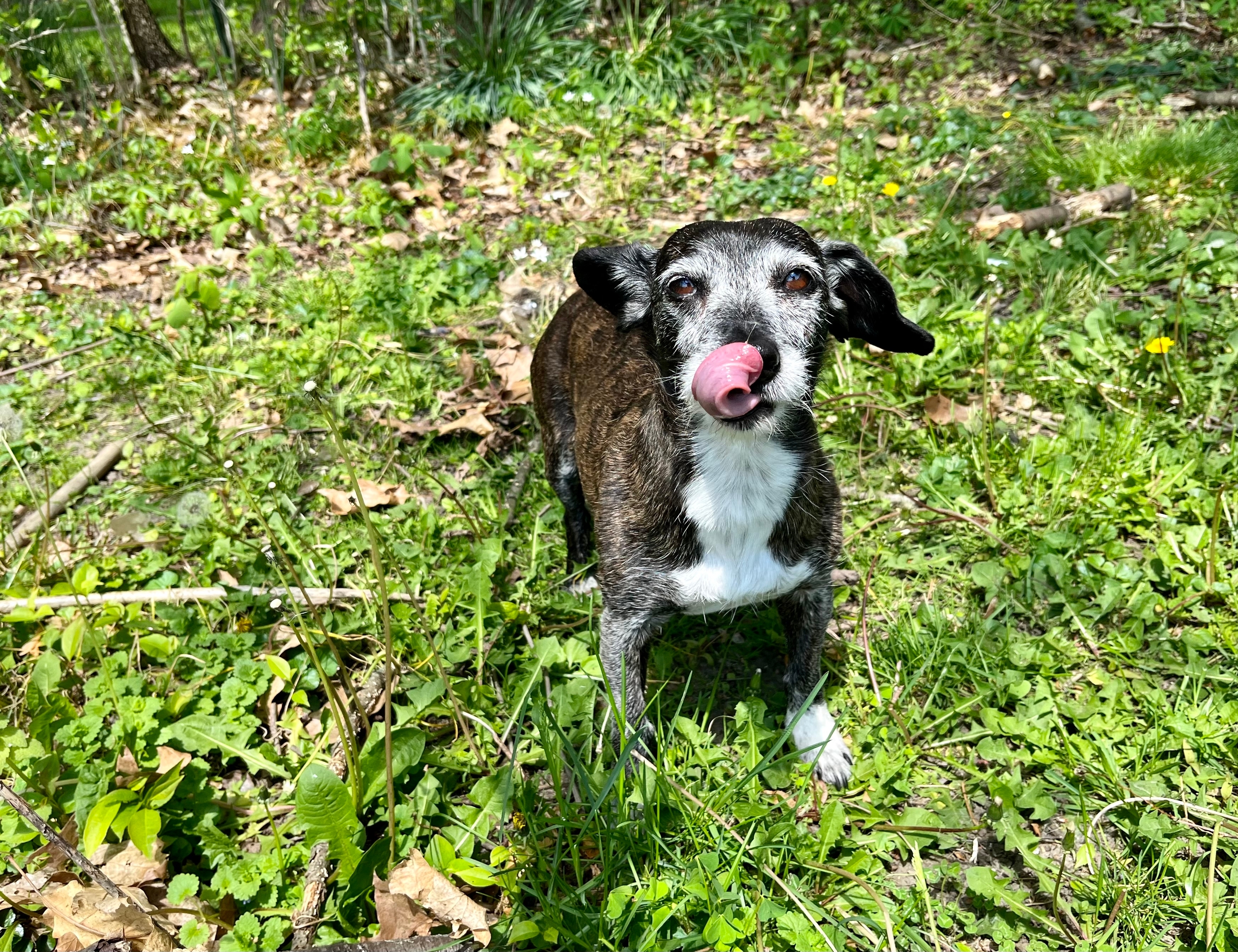 Greek Volunteers Plan Retirement Home for Elderly Dogs