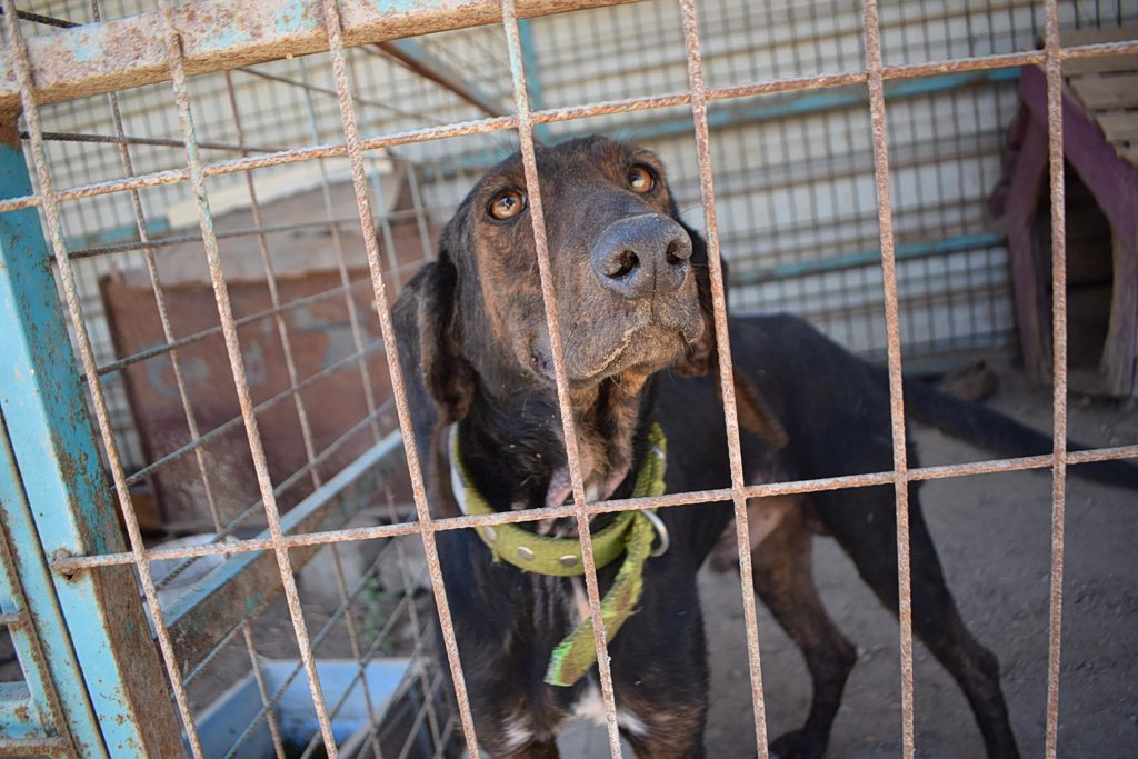 Greek Woman Released After 200 Animals Found at Her Home