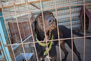 Greek Woman Released After 200 Animals Found at Her Home